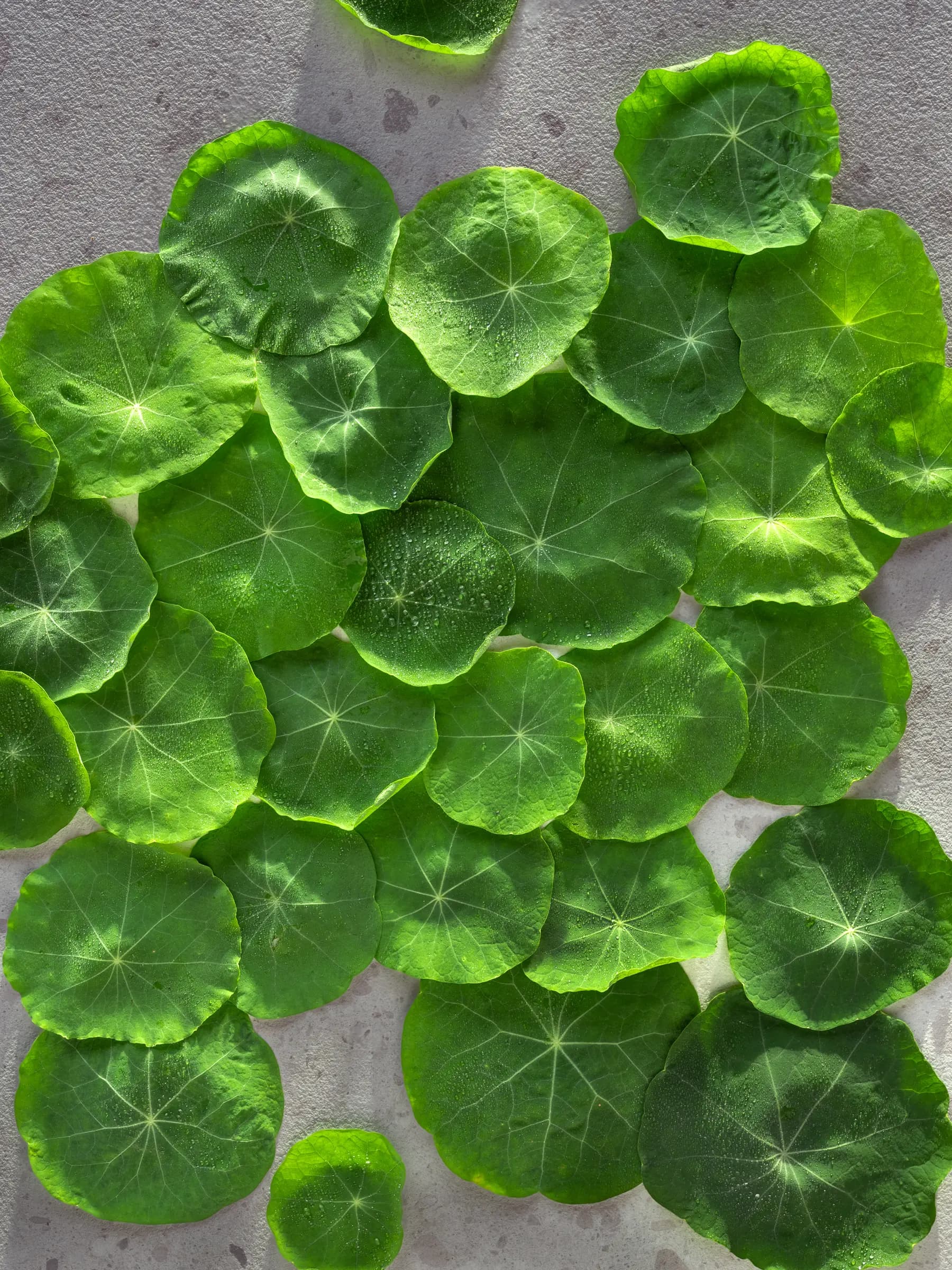 4צילום חומר גלם