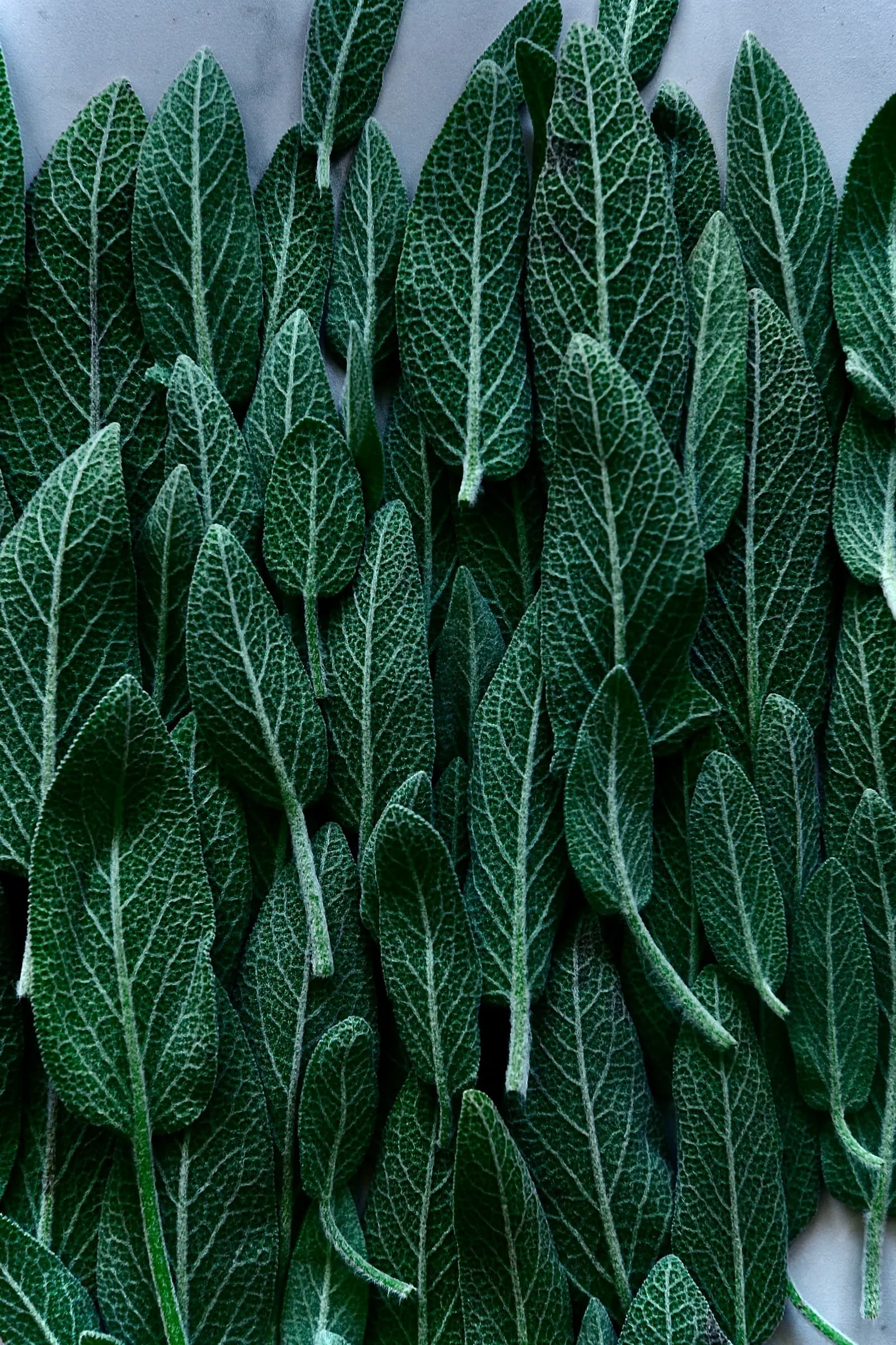 צילום חומר גלם מרווה