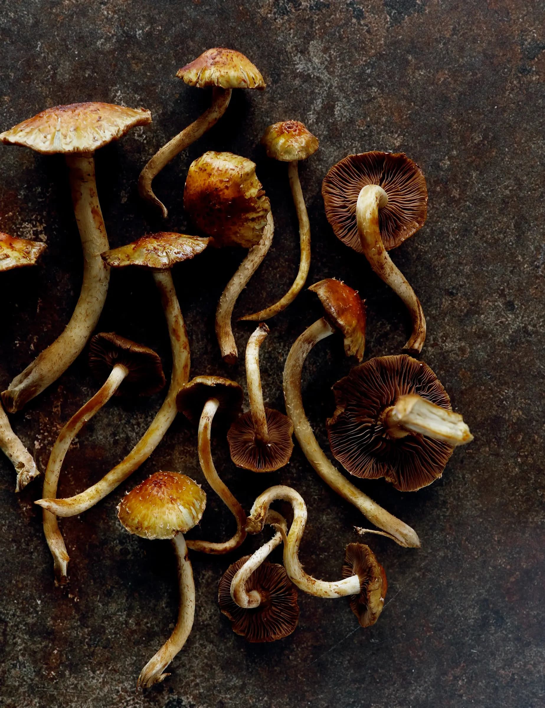 צילום חומר גלם פטריות