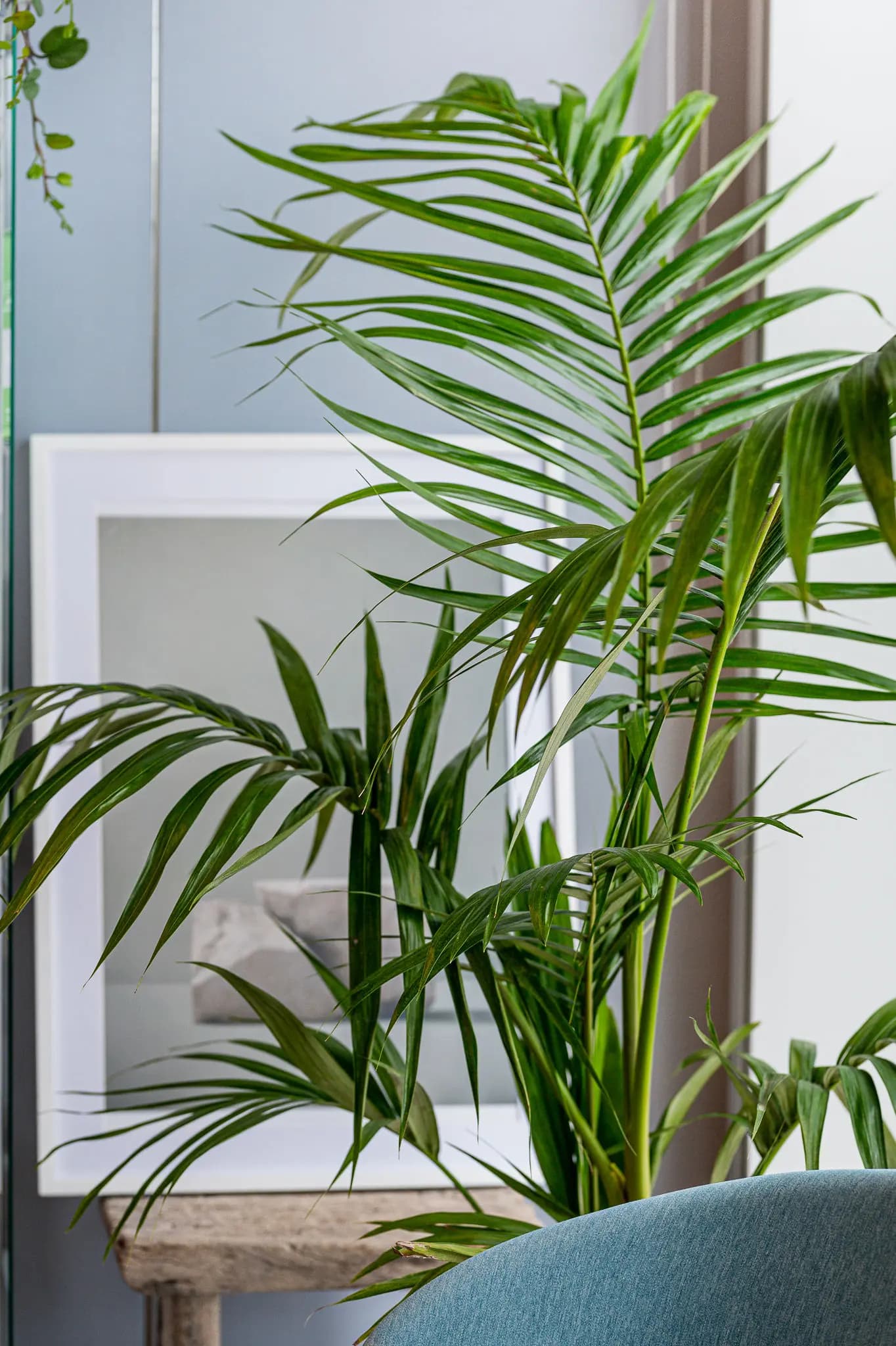 ISI 484 - סטיילינג מזון, אינה גוטמן